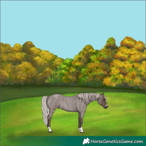 Horse Color:Silver Blue Roan Rabicano 
