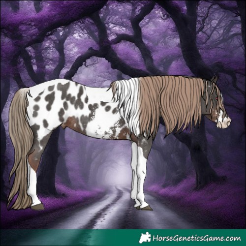 Horse Color:Liver Chestnut Sabino Tobiano Near Leopard Rabicano 