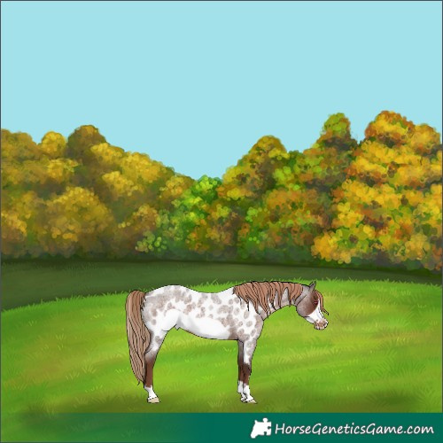 Horse Color:Liver Red Roan Frame Near Leopard Rabicano 