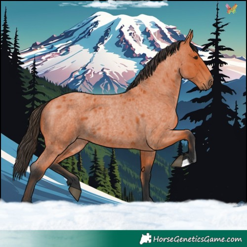Horse Color:Bay Roan 