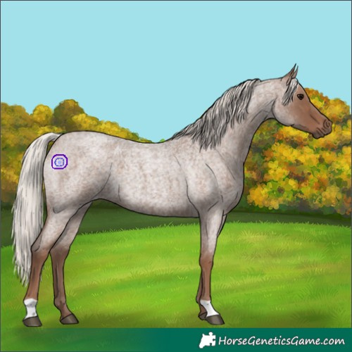 Horse Color:Silver Blue Roan 