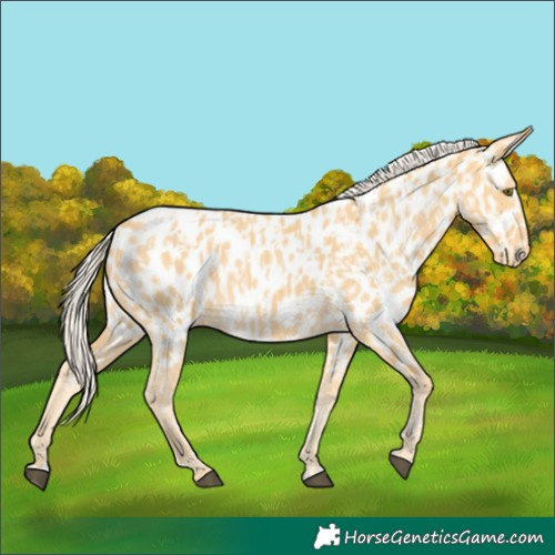 Horse Color:Palomino Appaloosa and Palomino Appaloosa