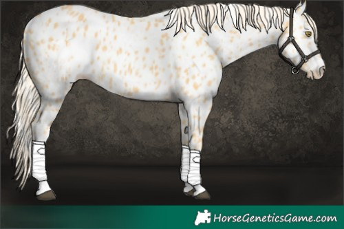 Horse Color:Palomino Appaloosa and Palomino Appaloosa