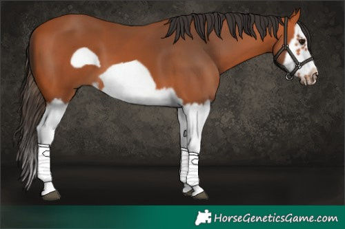 Horse Color:Bay Splash Frame