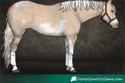 Horse Color:Silver Bay Dun Sabino Tobiano Frame Rabicano
