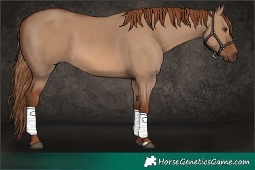Horse Color:Red Dun