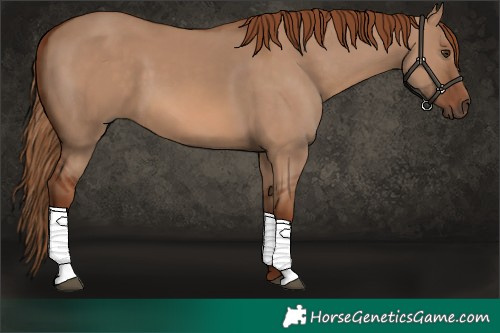 Horse Color:Red Dun