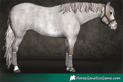 Horse Color:Silver Blue Roan Sabino