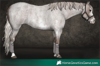 Horse Color:Silver Blue Roan Sabino