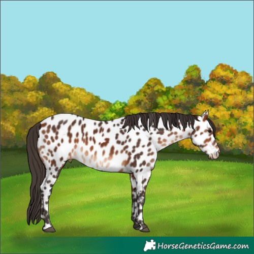 Horse Color:Bay Appaloosa 