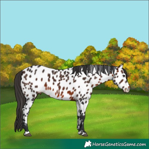 Horse Color:Brown Appaloosa