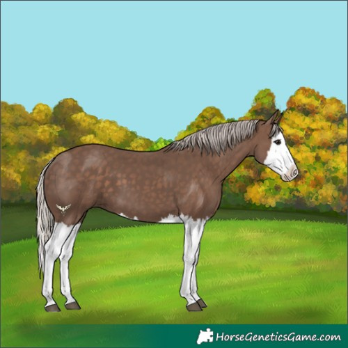 Horse Color:Silver Black Splash 