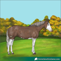 Horse Color:Silver Black Splash 