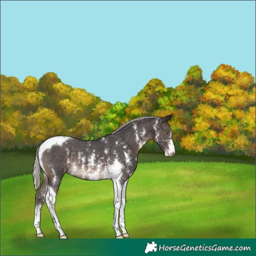 Horse Color:Silver Brown Sabino Tobiano Appaloosa