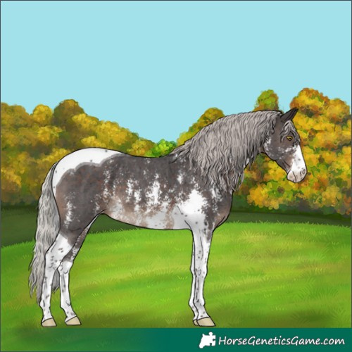 Horse Color:Silver Brown Sabino Tobiano Varnish