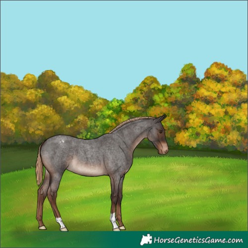 Horse Color:Liver Red Roan Appaloosa 