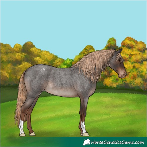Horse Color:Liver Red Roan Varnish 
