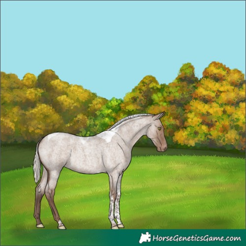 Horse Color:Silver Grullo Roan Tobiano Appaloosa 