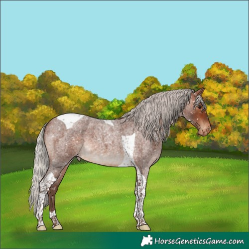 Horse Color:Silver Brown Roan Tobiano Appaloosa 