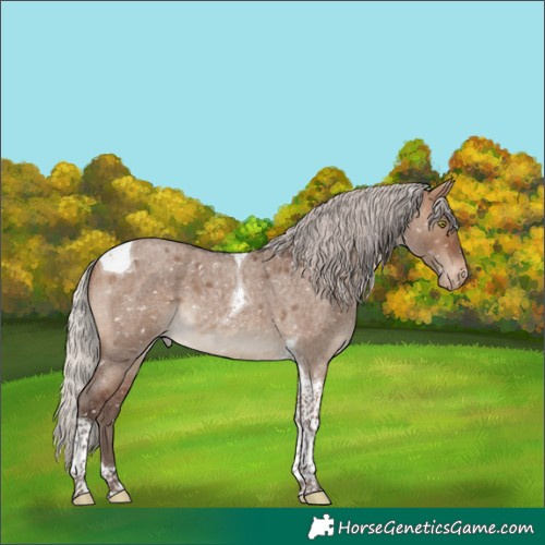 Horse Color:Silver Brown Roan Dun Tobiano Appaloosa 
