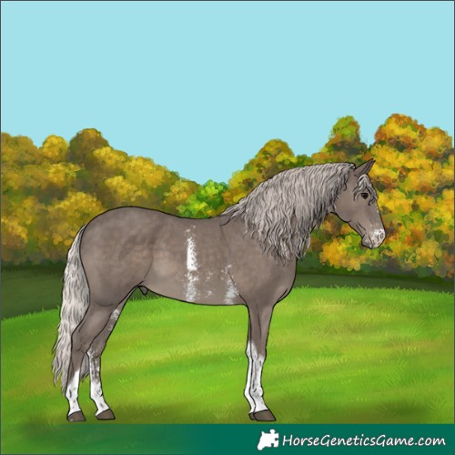 Horse Color:Silver Black Sabino Tobiano 