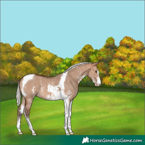 Horse Color:Silver Brown Dun Sabino Tobiano Appaloosa 