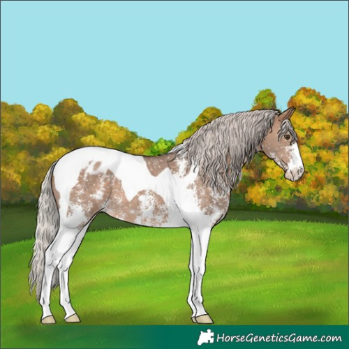 Horse Color:Silver Brown Dun Sabino Tobiano Blanket 