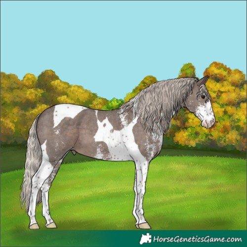 Horse Color:Silver Black Sabino Tobiano Appaloosa