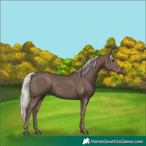 Horse Color:Silver Black 