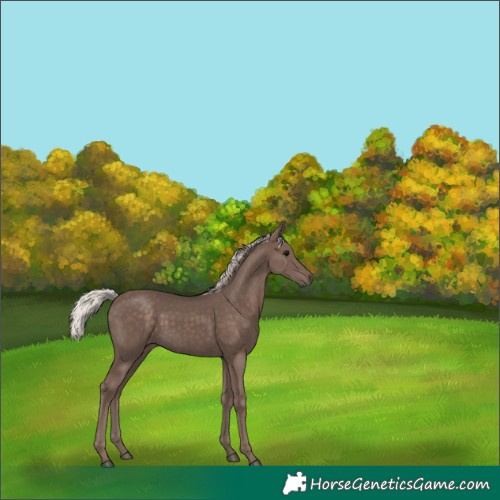 Horse Color:Silver Black 