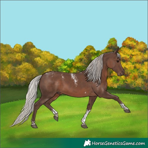 Horse Color:Powder White Silver Black Tobiano