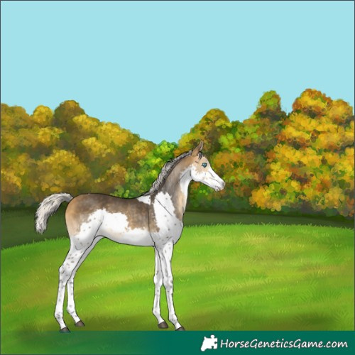 Horse Color:Silver Buckskin Splash Tobiano 