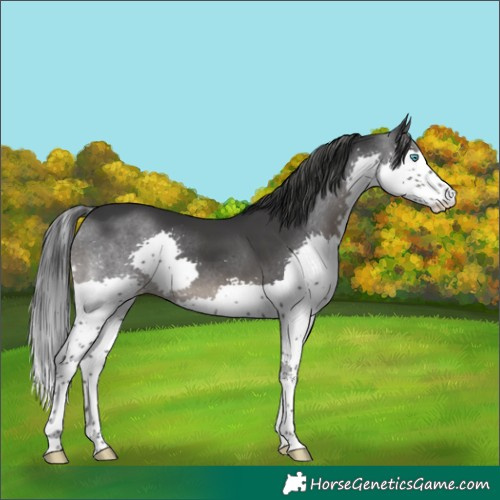 Horse Color:Black Splash Skewed LP Spotted