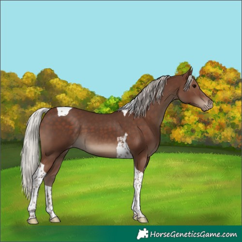 Horse Color:Silver Black Tobiano Varnish