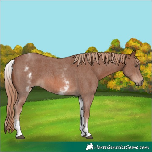 Horse Color:White Spotted Chestnut Sabino 