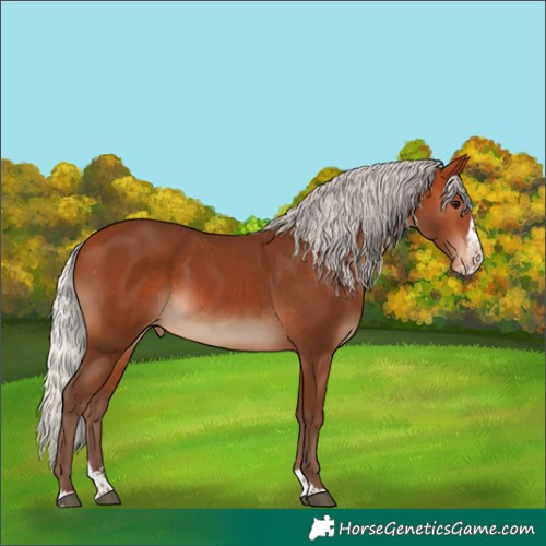 Horse Color:Silver Bay Splash Skewed Appaloosa