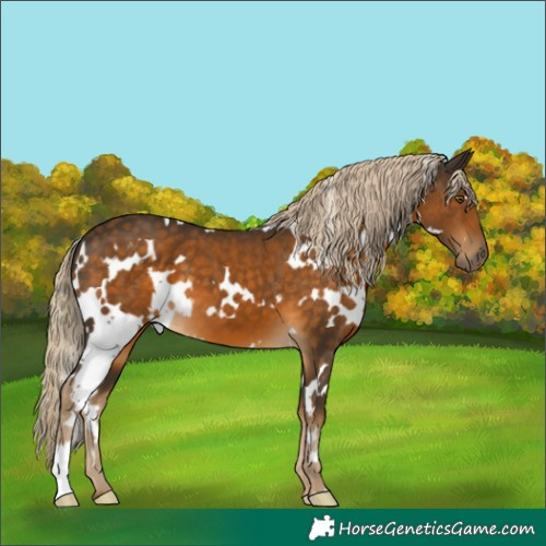Horse Color:White Spotted Chocolate Palomino 