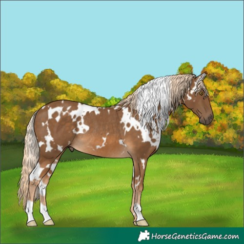 Horse Color:White Spotted Chocolate Palomino Rabicano 