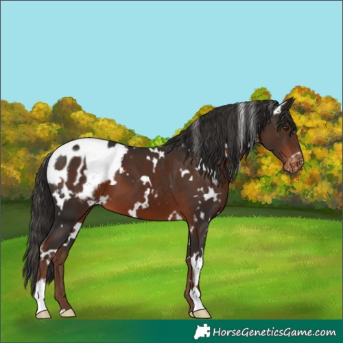 Horse Color:White Spotted Liver Chestnut Blanket 