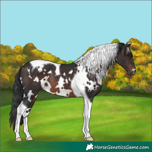Horse Color:White Spotted Brown Tobiano Rabicano