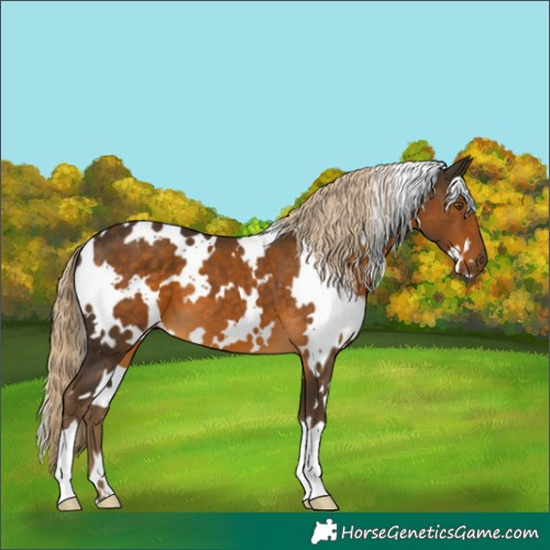 Horse Color:White Spotted Chocolate Palomino 