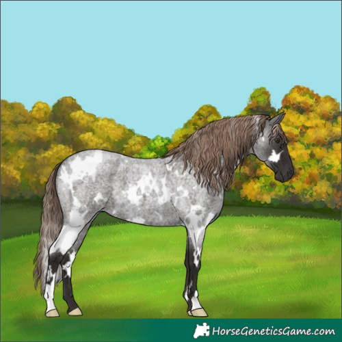 Horse Color:White Spotted Liver Red Roan 
