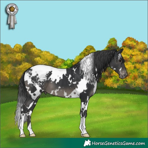 Horse Color:White Spotted Black Appaloosa 