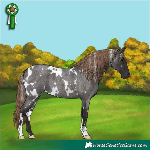Horse Color:White Spotted Liver Red Roan 
