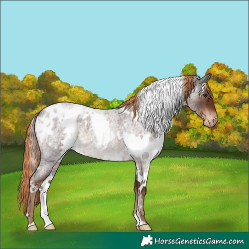 Horse Color:White Spotted Liver Red Roan Appaloosa 