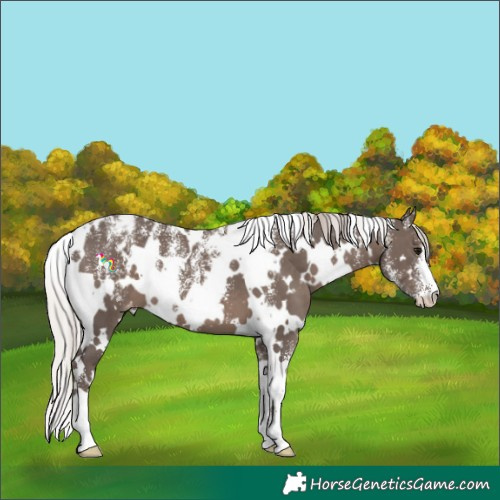 Horse Color:Powder White White Spotted Silver Black Appaloosa