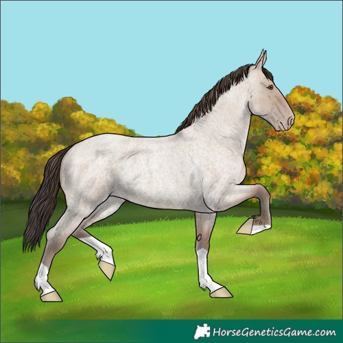 Horse Color:Classic Champagne Roan Dun 