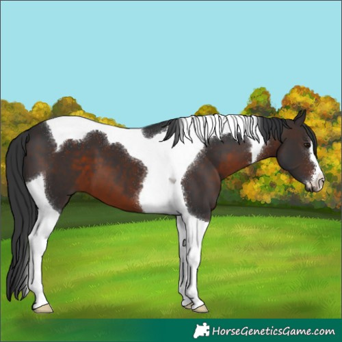 Horse Color:Brown Tobiano