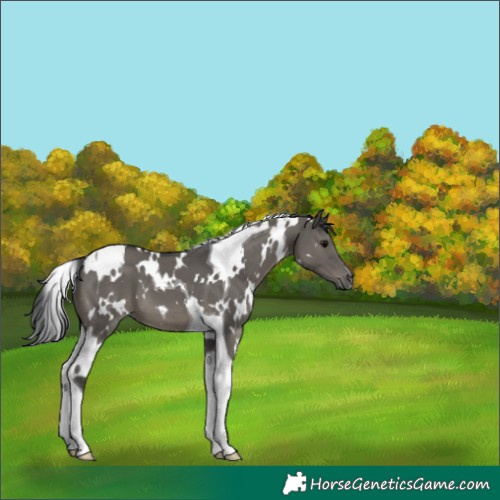 Horse Color:White Spotted Grullo Tobiano 