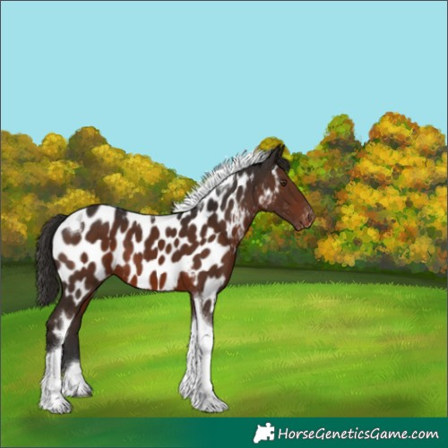 Horse Color:Liver Chestnut Tobiano Appaloosa 